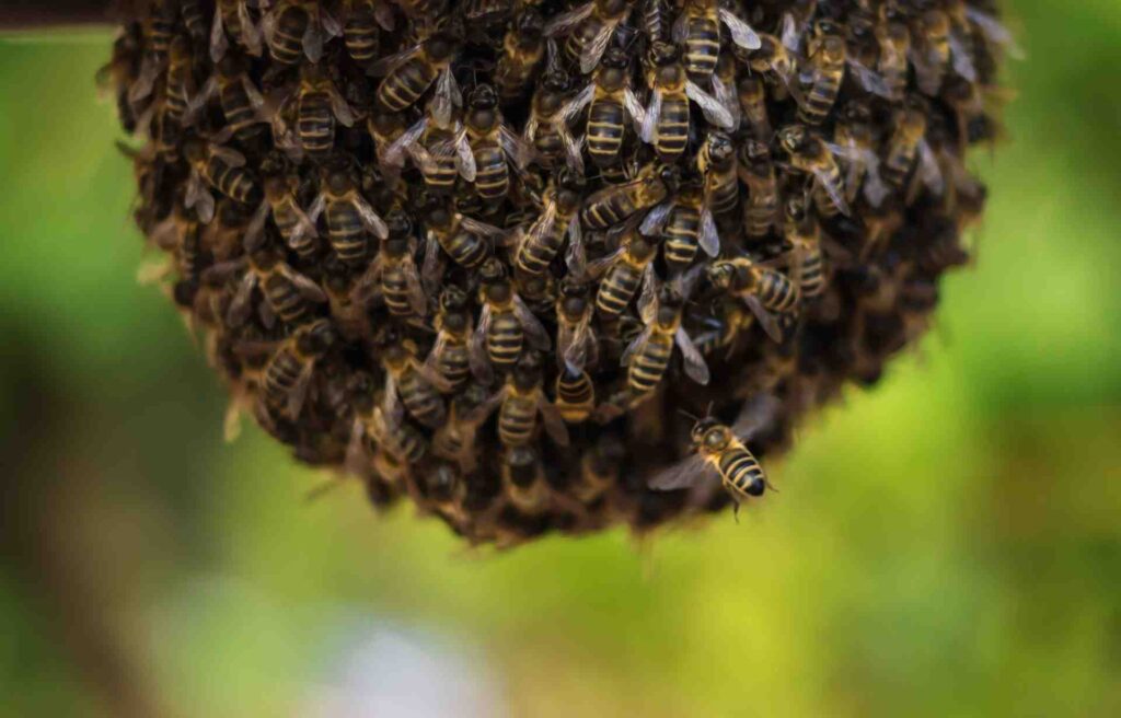 Bienen im Schwarm